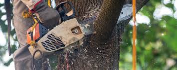 Best Tree Maintenance Programs  in Packanack Lake, NJ