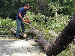 Best Palm Tree Trimming  in Packanack Lake, NJ