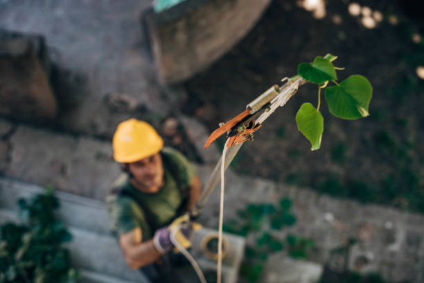 Reliable Packanack Lake, NJ Tree Removal Solutions