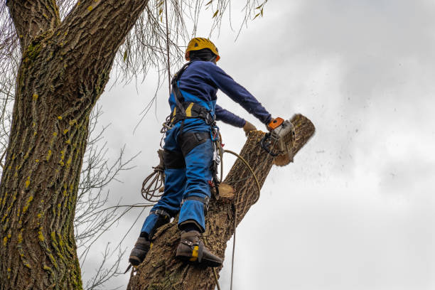 Best Storm Damage Tree Cleanup  in Packanack Lake, NJ