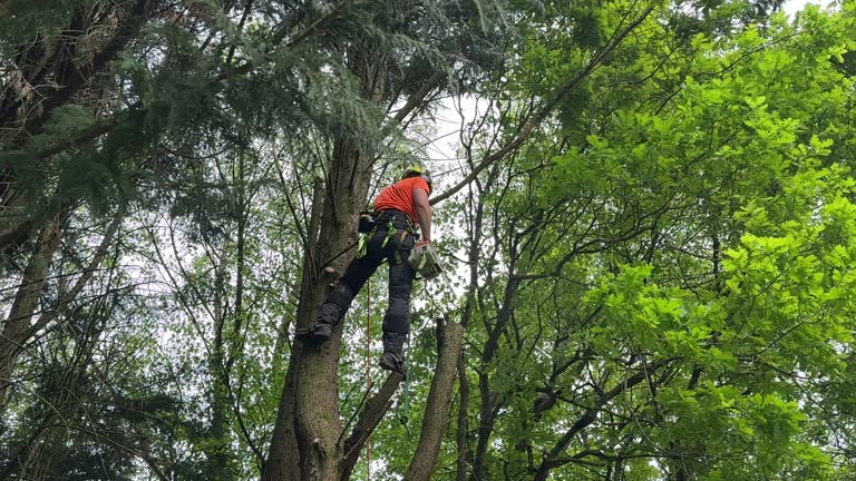 Best Tree and Shrub Care  in Packanack Lake, NJ