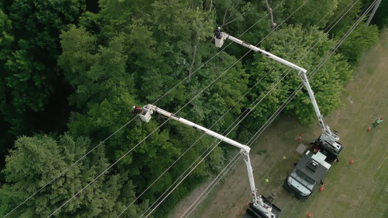 Best Tree Removal  in Packanack Lake, NJ