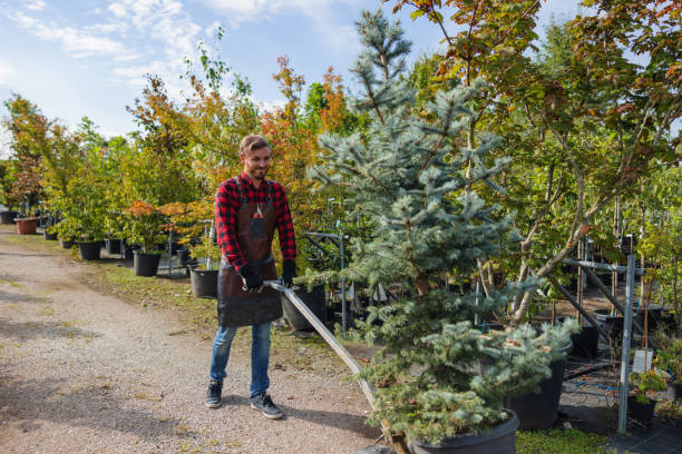 How Our Tree Care Process Works  in  Packanack Lake, NJ