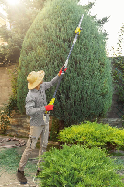 Best Arborist Consultation Services  in Packanack Lake, NJ