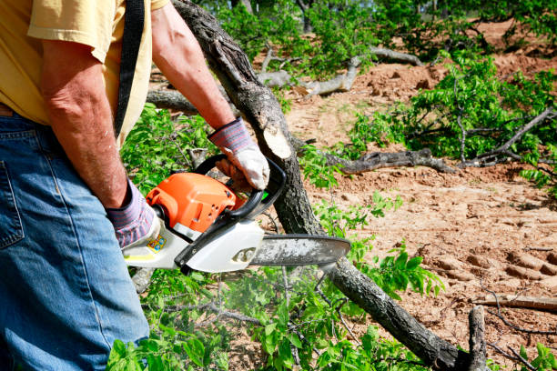 Best Tree Trimming and Pruning  in Packanack Lake, NJ
